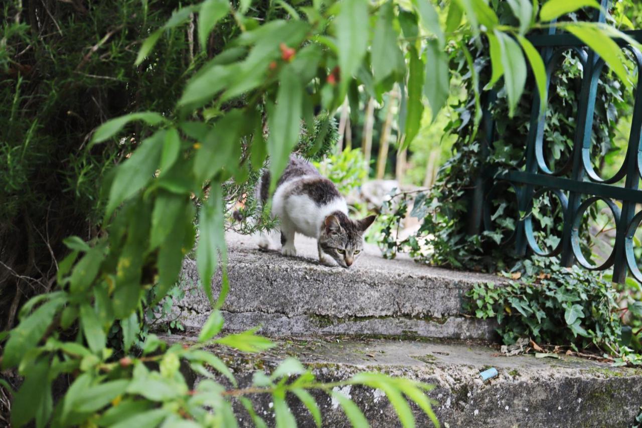 Hotel Kamp Seosko Domacinstvo Radman Herceg Novi Zewnętrze zdjęcie